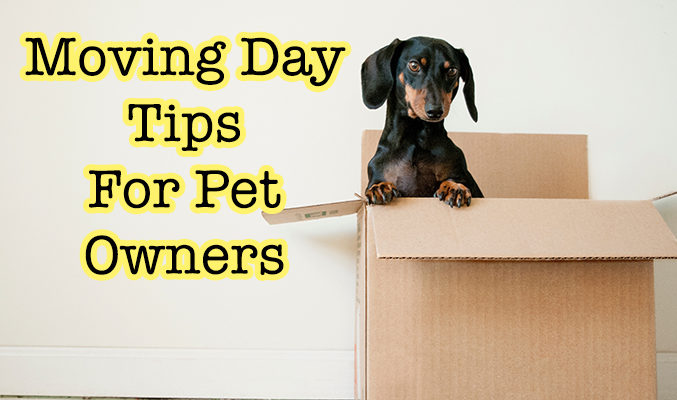 image courtesy of Unsplash moving-day-tips-pet-owners
