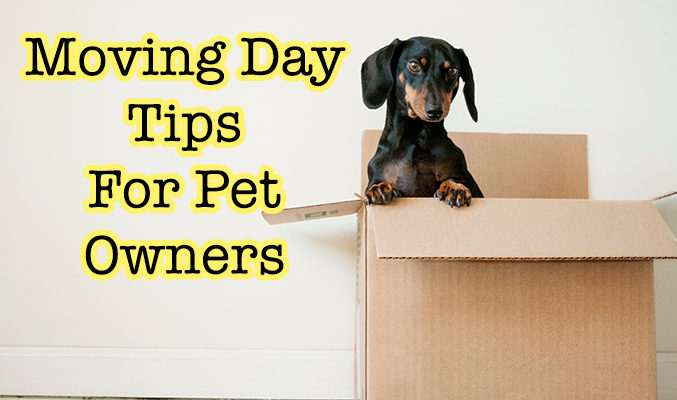 Moving tips for pet owners - All State Movers INC