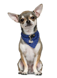 pet-owners-moving-tips-pet-owner-collar-218×300 Moving tips for pet owners - All State Movers INC