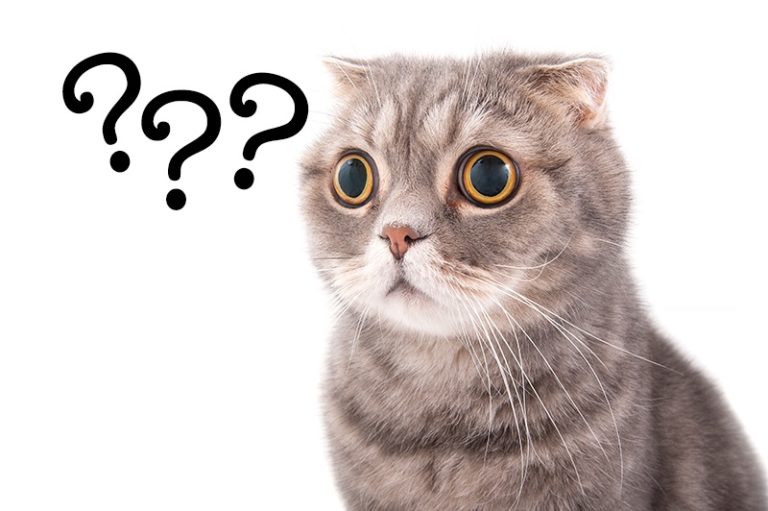 Portrait of a surprised cat breed Scottish Fold. Moving tips for pet owners - All State Movers INC