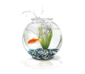 pets and moving